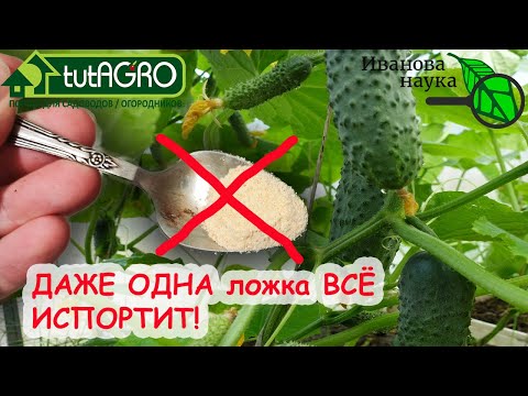 Даже ОДНА ЛОЖКА УБЬЕТ ЗЕЛЁНОЕ УДОБРЕНИЕ! НИКОГДА НЕ КЛАДИТЕ ЭТО В ПОДКОРМКУ!