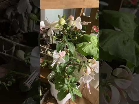 美しいフクシアを手に入れるにはどうすればよいですか？ 4つの秘密が明らかに  庭園