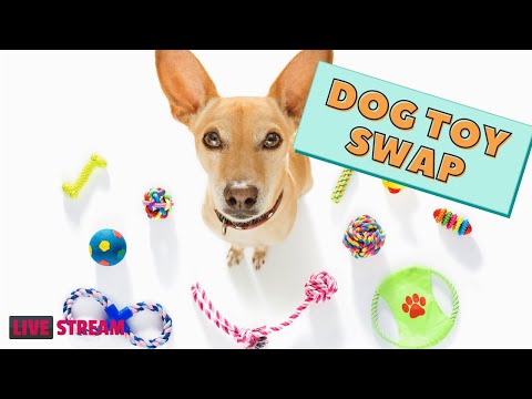 How to Plan a Dog Toy Swap