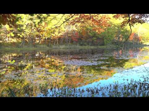 矢ノ原湿原（昭和村）