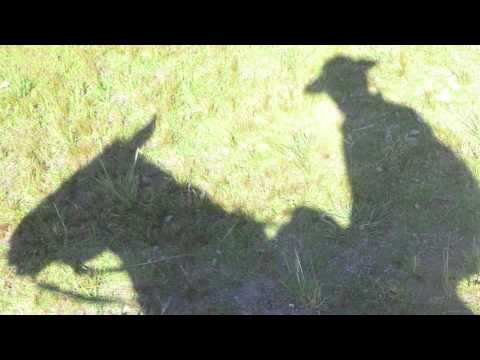 HUGO FATTORUSO  "7 Corazones"