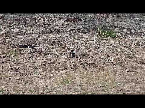 Djuma: Blacksmith Lapwing parent and two chicks - 07:21 - 10/10/19