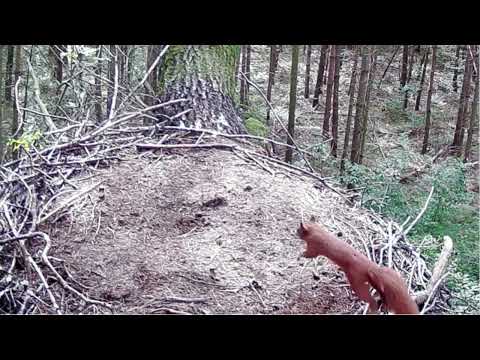 Bociany Czarne Online / Black Stork Online, RDLP w Łodzi, August 12, 2022 (slo-mo)