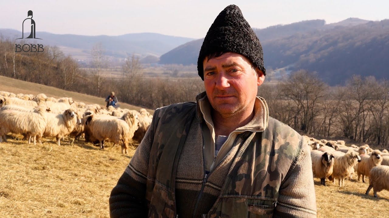 Cioban de 25 de ani la același patron | 900 de oi | LUPII și ȘACALII îi dau târcoale turmei de oi