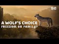 A Wolf Choice Freedom Or Family Animal Planet In Hindi National Geographic Hindi Wildlife