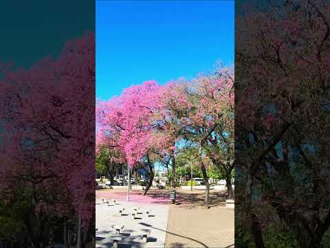 This Place in Argentina Feels Unreal 🌺