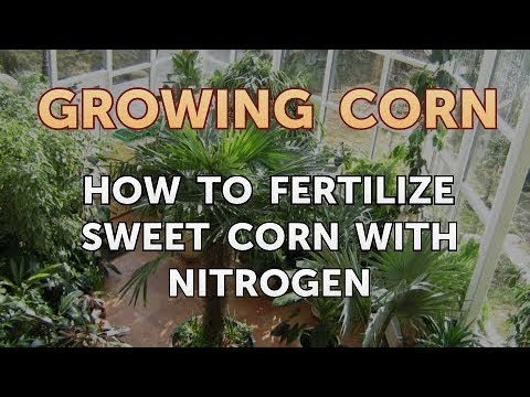 How to Fertilize Sweet Corn With Nitrogen