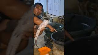 Download lagu This joke, people thought it was wood, but it turned out to be a stiff predator mp3