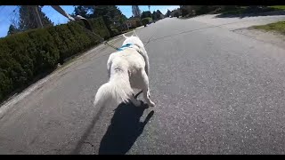 My Husky Pulls Me on Rollerblades | Our Wild Routine