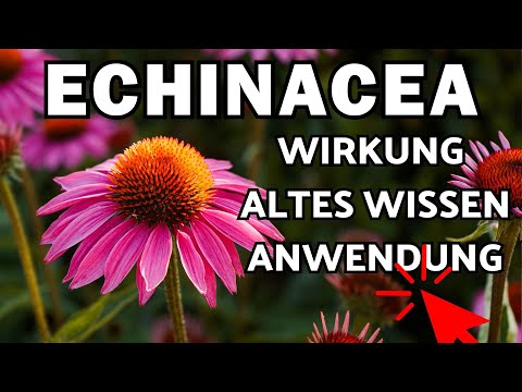 Echinacea Wirkung, Verwendung & altes Wissen 🌞 Sonnenhut