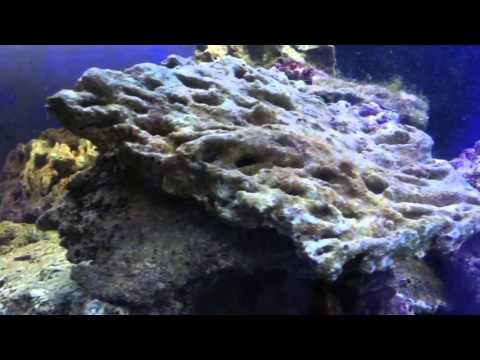 Aqua Tropica - Lebendgestein