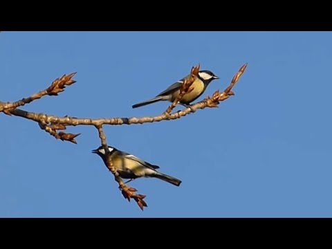 Ptice Hrvatske - Velika sjenica, mužjak (Parus major) (Birds of Croatia - Great Tit, male) (8/10)