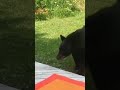 Cat Vs Bear Shorts Cat Surprises Bear Cat Bear Wildlife Wildanimals