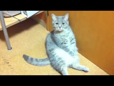 Funny Cats Don't die by laughing  20