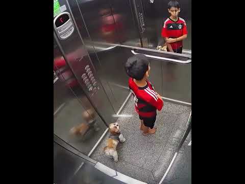 O menino salvou seu cachorrinho 🐶