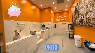 Our Dog's First Petco Wash Experience