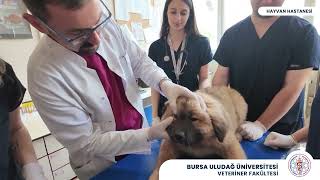 Hayvan Sağlığı Araştırma ve Uygulama Merkezi