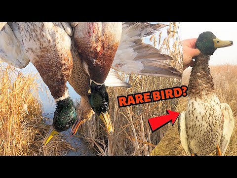 Open Water Duck Hunt in the Fog | ShotKam Mallard Hunt 2021