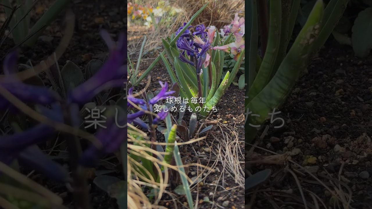 手間いらずの春庭ルーティン #ガーデニング #gardening  #garden
