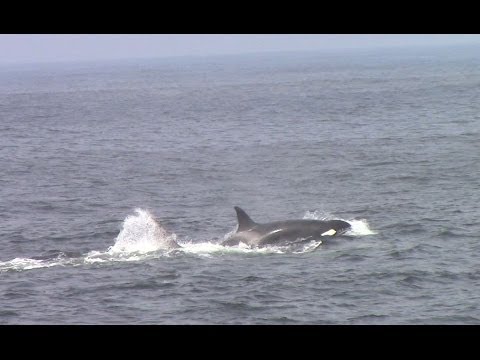 Killer Whales Attack Gray Whale Calf on Easter Sunday: Part 1