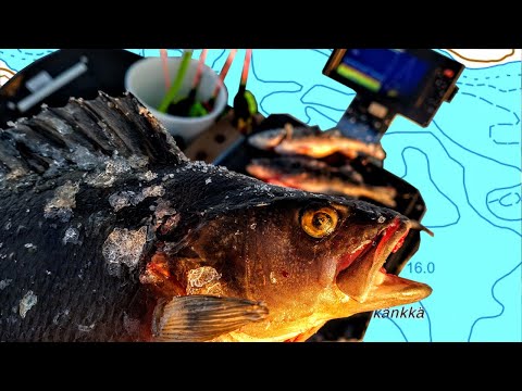 KOURA-AHVENIA JA KITUSEN NÄKEMYKSET KIRKKAIDEN VESIEN TALVIKALASTUKSESTA - LAIKUTUSTA