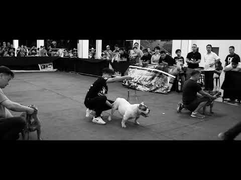 Bolow Son's Pretty Boy of Import Killah Blood