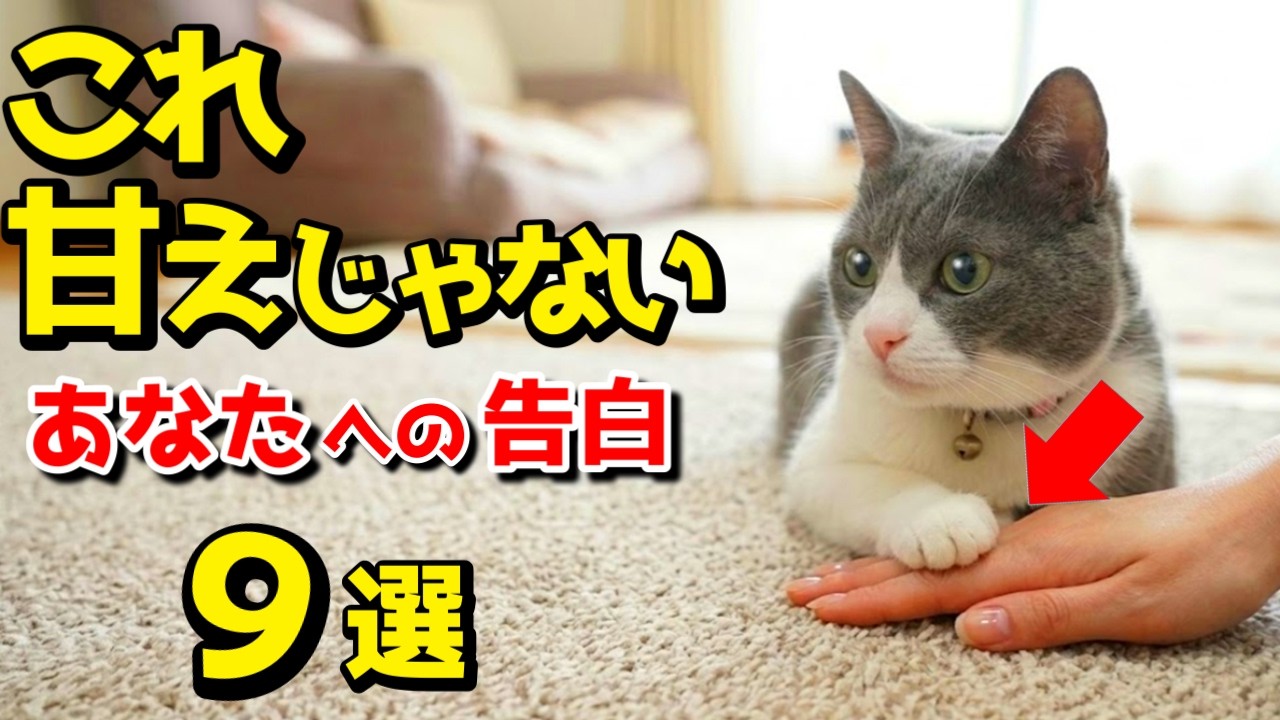 気づいてほしい。猫がそっと前足をあなたに乗せてくる9つの理由