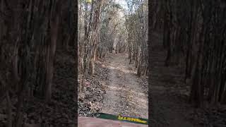 preview picture of video 'Nalamalla forest safari'