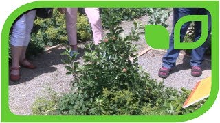 Unser kleinster Apfelbaum Gulliver's