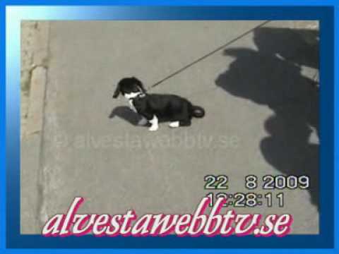 Moheda Marknaden - Mohedadagar 2009