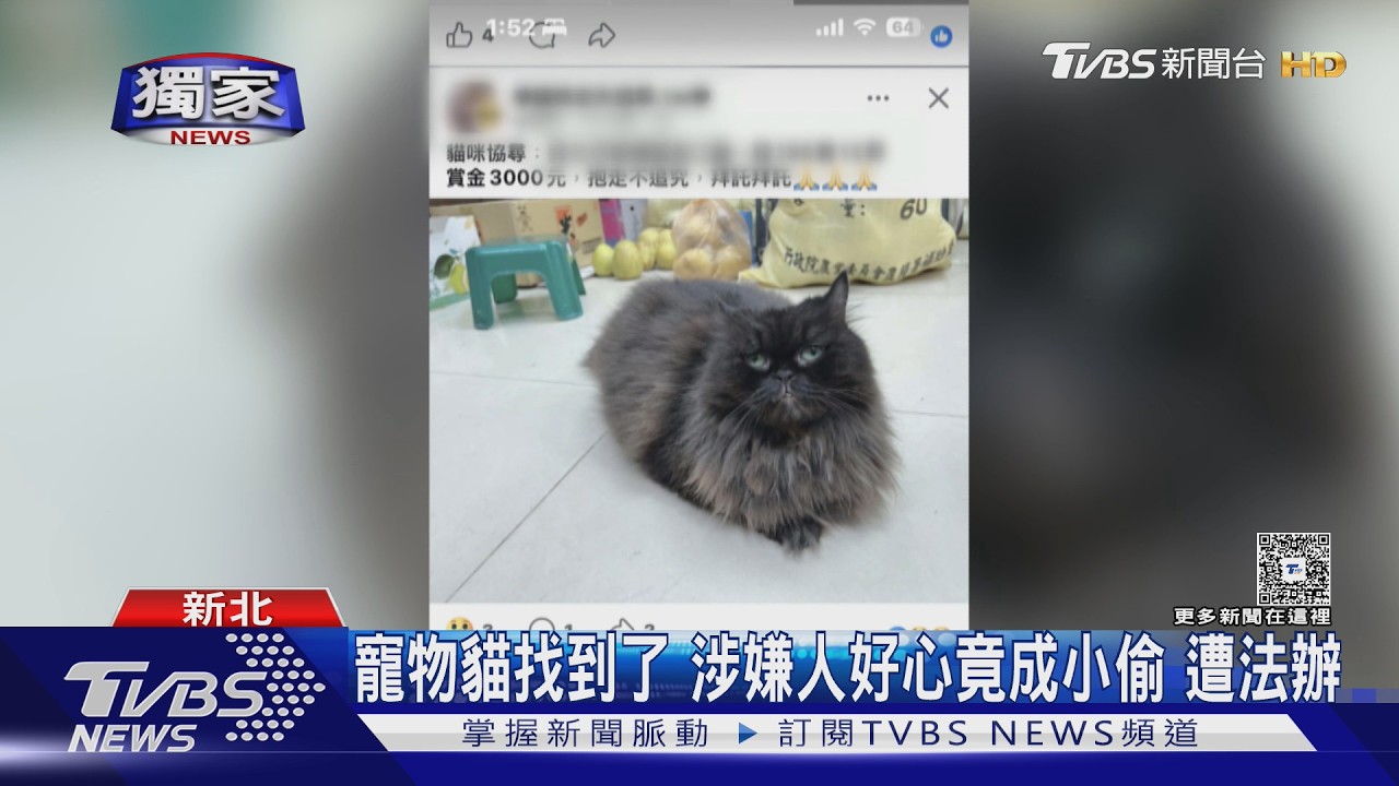 影音／好心撿貓反遭法辦！他誤認流浪貓帶走　飼主「未植晶片」恐遭罰1.5萬