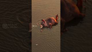 Download lagu Kerala Elephant Bath Bharathapuzha Cheruthuruthy | Neeraduvan Nilayil neeraduvan song mp3 Download lagu Kerala Elephant Bath Bharathapuzha Cheruthuruthy | Neeraduvan Nilayil neeraduvan song mp3