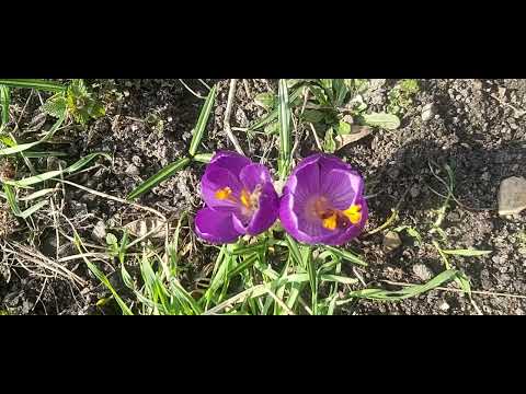 Pszczoły w krokusach.