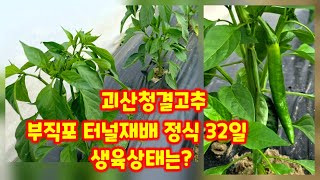 고추 부직포 터널 한달이 넘어가면서 생육상태 확인 괴산청결고추 청정괴산 자연울림 충북 괴산 풀뿌리농장 [고추…