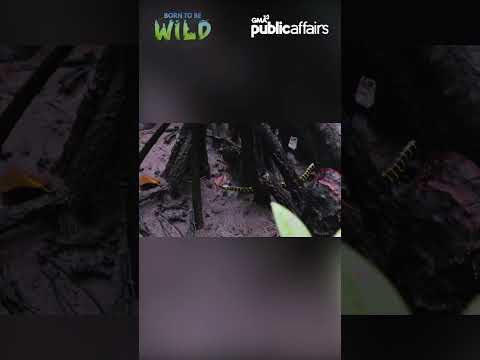 Mangrove snake sa Puerto Princesa #shorts Born to be Wild