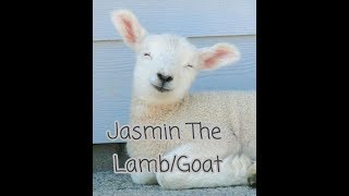 Jasmin The Lamb/Goat - Children's Bedtime Story/Meditation