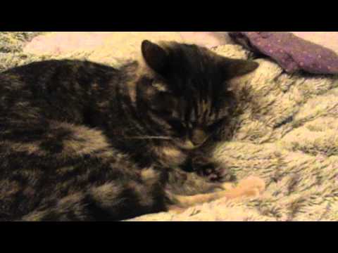 Mon chat qui se réveille