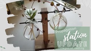 Peperomia Propagation Update