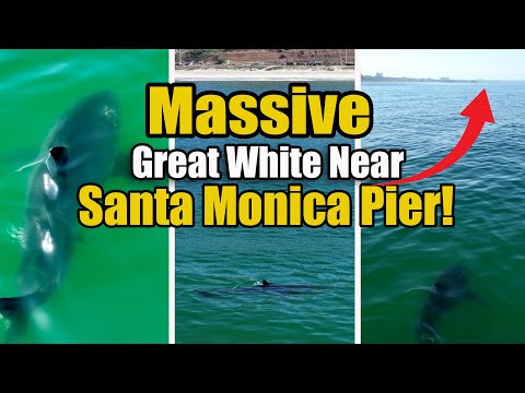 Massive Great White Shark Near Santa Monica Pier!