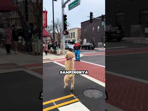 Anjing Ini Terlihat Seperti Manusia Mini Saat Berjalan 🐶❤️ #shortviral