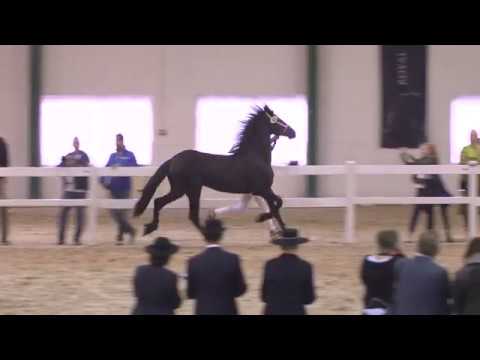 Algemeen kampioenschap 2018