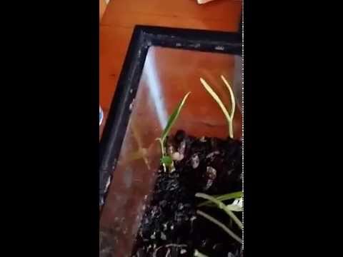 download lagu mp3 mp4 Can Bearded Dragons Eat Eggplant, download lagu Can Bearded Dragons Eat Eggplant gratis, unduh video klip Can Bearded Dragons Eat Eggplant