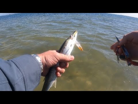 King Island (Brisbane) Fishing - Yellowtail Pike on the Sugapen 70F fishing light in the shallows.