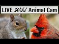 Ohio Backyard Wildlife: Live Cam Of Birds, Rabbits, And Squirrels!