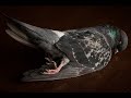 How To Clean And Prep Pigeons