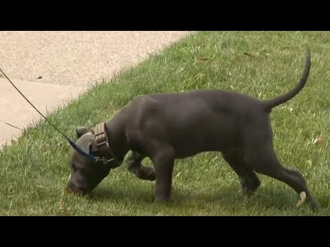 Stolen puppy returned after wild Metro Detroit police chase ends in arrest