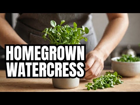 Easiest Way to Grow Watercress at Home