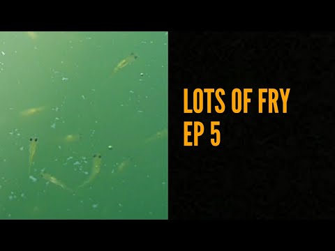 Koi Breeding 19 EP 5 - Lots of Fry