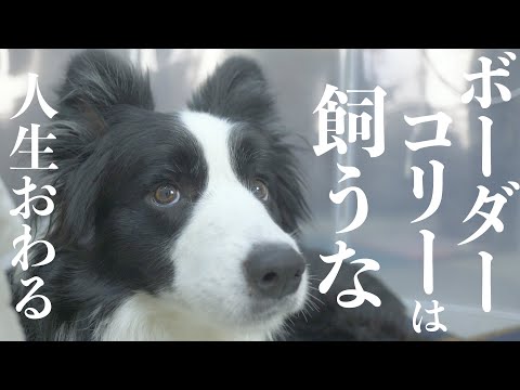 ボーダーコリー – 4本足のアインシュタイン