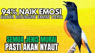 Download lagu PANCINGAN murai Batu FIGHTER BONGKAR MATERI KASAR !! Jadikan semua jenis murai apapun AUTO EMOSI mp3